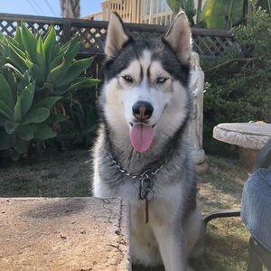 Meet your Posher, Sami